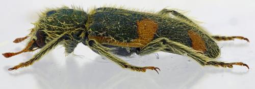 Trichodes sipylus praetentus